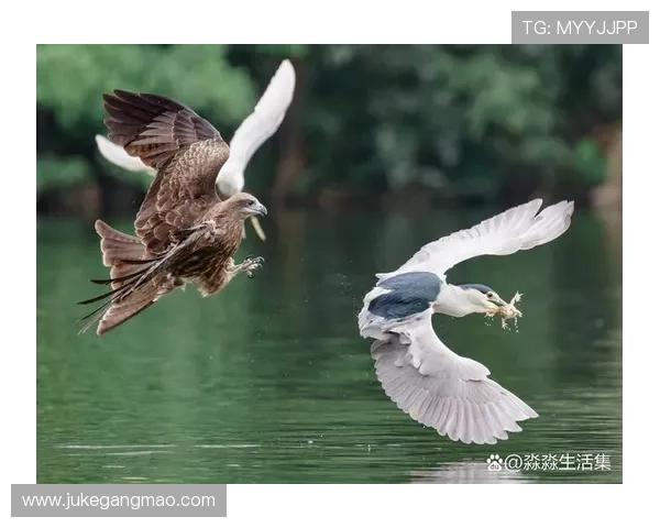 前进之鹰与海尔的较量:谁能在市场竞争中脱颖而出